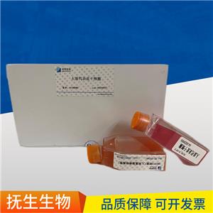 NCI-H1975人肺腺癌细胞