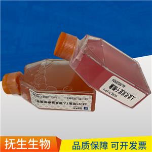 VERO E6非洲绿猴肾细胞